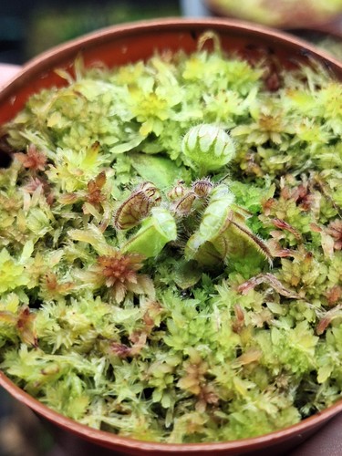 Cephalotus folicularis albany - cephalotus,