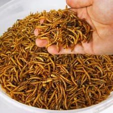 Dried Mealworms - Premium Wild Bird Food Large Chubby Worms