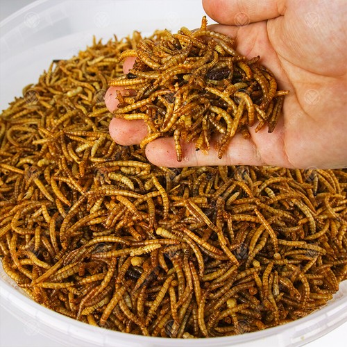 Dried mealworms premium wild - dried,