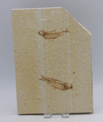 Fossil knightia fish - knightia, pair