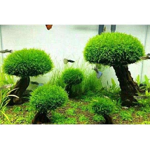 Aquarium moss tree - aquarium,