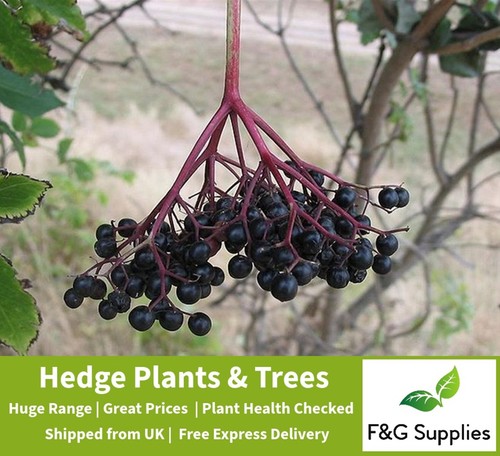 Elderberry elder bare root - elder,