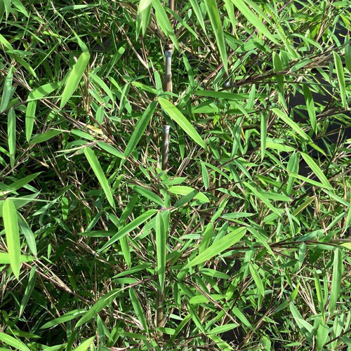 Fargesia angustissima narrow - angustissima,