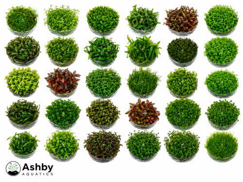 Live vitro aquarium plants - in,