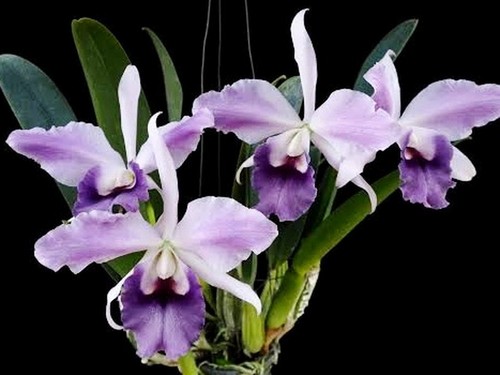 Cattleya mishima elf blue - mishima,