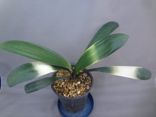 Clivia miniata