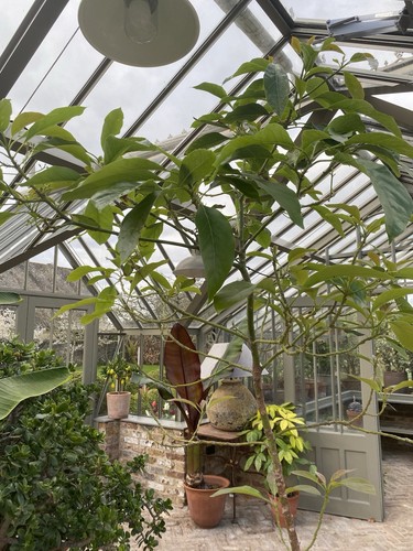 Large mature avocado tree very - large,