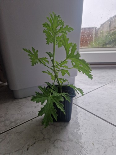 Pelargonium lemon geranium - pelargonium,