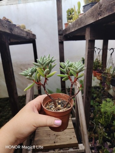 Crassula mesembryanthemoides