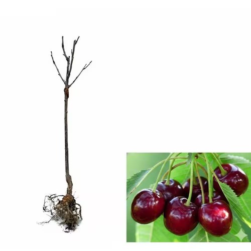 Orchards lapins cherry - ft,