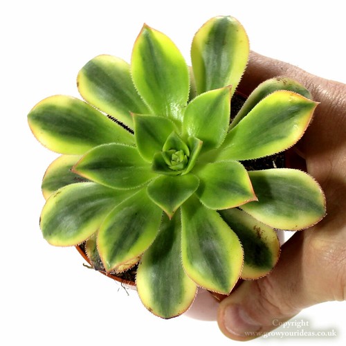Aeonium starburst variegated - 'starburst',