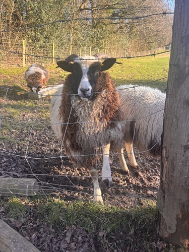 Jacob ewe lamb fleece for - lamb,