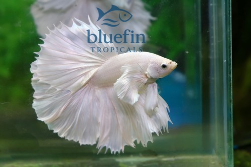 Live betta fish - fish, hm