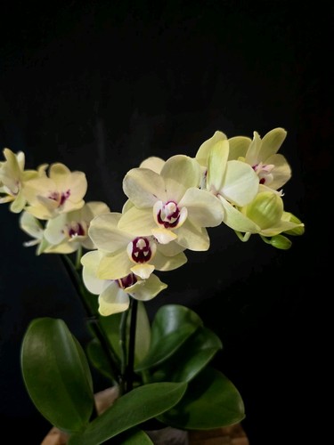 Mini phalaenopsis montagua - phalaenopsis, "montagua"