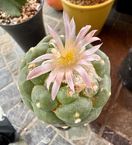 Rare huge grafted - rare, cm