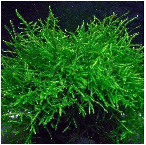 20g java moss - safe, live