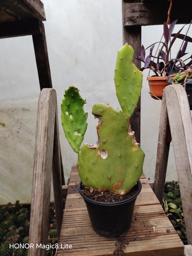 Opuntia gomei old - opuntia, mexico'
