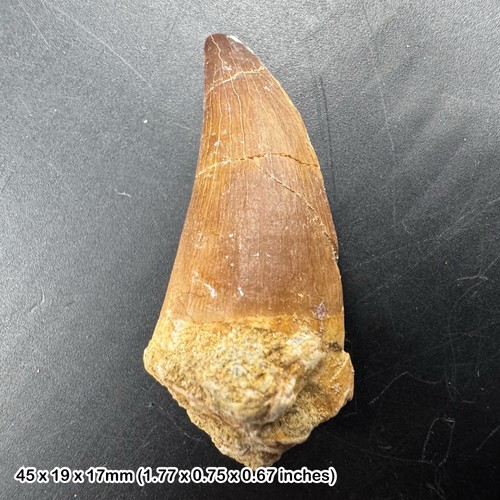 Mosasaur tooth fossil - tooth,