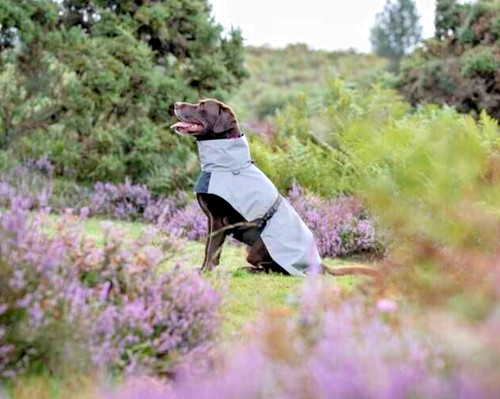 Rukka pets dog shine - -,