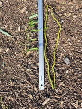 20x Salix Matsudana Curly