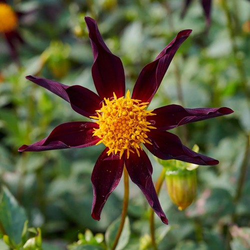 Dahlia honka black - dahlia,