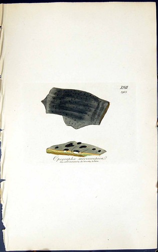 Old opegrapha microscopical - old,