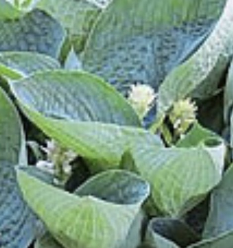 Hosta abiqua drinking - drinking, gourd