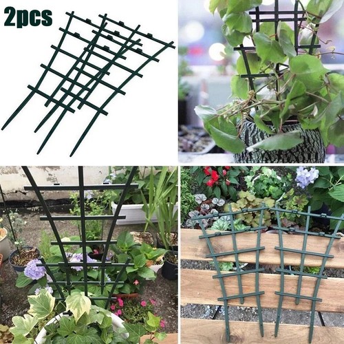Garden plant climbing - garden,