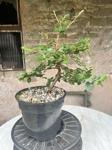 Bonsai starter cotoneaster - bonsai,