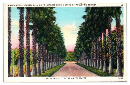 Washingtonia robusta palm - washingtonia,