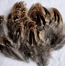 50 Beautifull natural hen