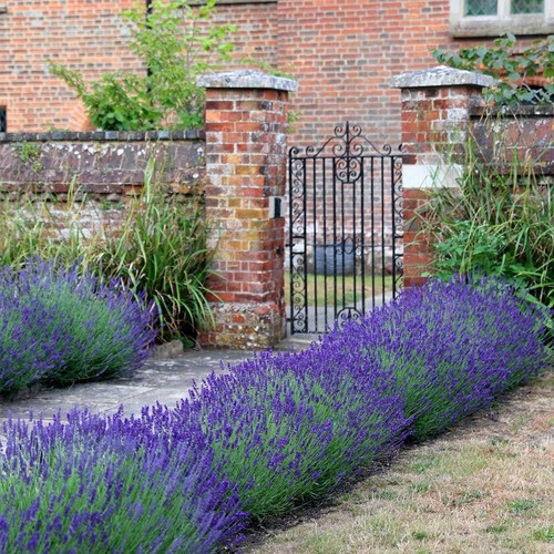 Lavender hidcote hardy - hardy, english