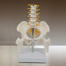 Life Size Human Pelvis Skeleton Anatomical Model with Lumbar Vertebrae