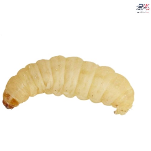 Pack waxworms 15g live - -,
