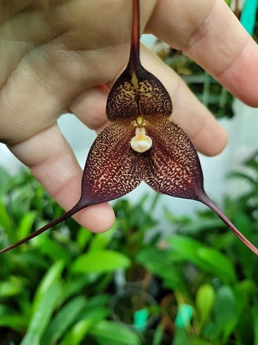 Rare dracula hirtzii orchid - rare,
