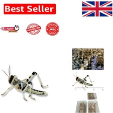 Nutrient-Rich Live Locusts