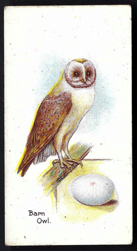 Edwards ringer bigg birds - edwards,,