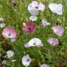 Silk Poppy - Mother of Pearl - 50+ seeds - SPECTACULAR FLOWERS! Z 045