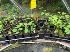 Bonsai Tree Seedling Collection - Pick Any 3 for Discount  - UK Plant Passports