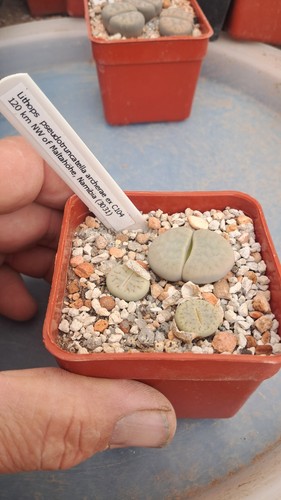 Lithops pseudotruncatella
