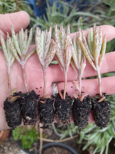 Chandelier plants - x,