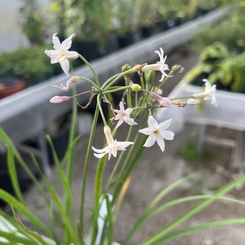 Tulbaghia violacea alba - tulbaghia,