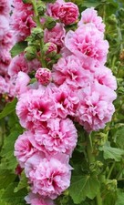 15 Chater's Rose Pink Double