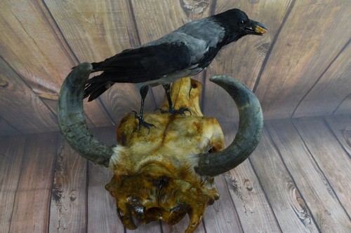Taxidermy crow this - is, a
