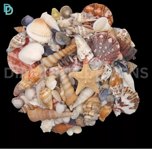 Mixed shells natural - mixed,