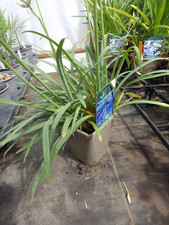 Agapanthus Brilliant Blue