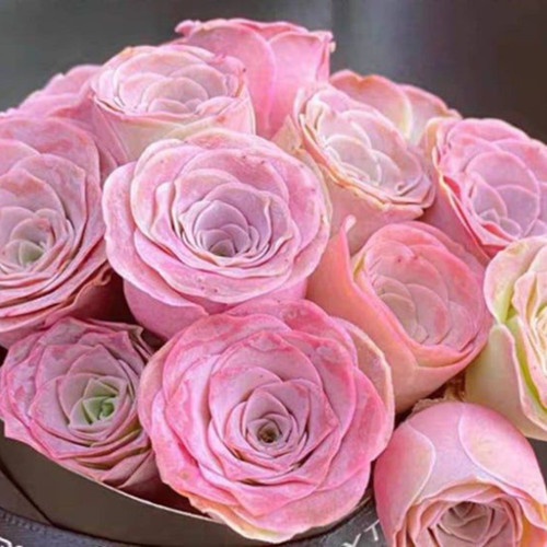 10x pink mountain - 10x, rose