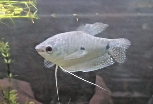 Blue gourami live - blue, freshwater