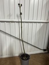 Paulownia Shan Tong (hybrid)