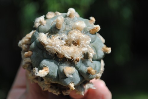Ariocarpus astrophytum - ,